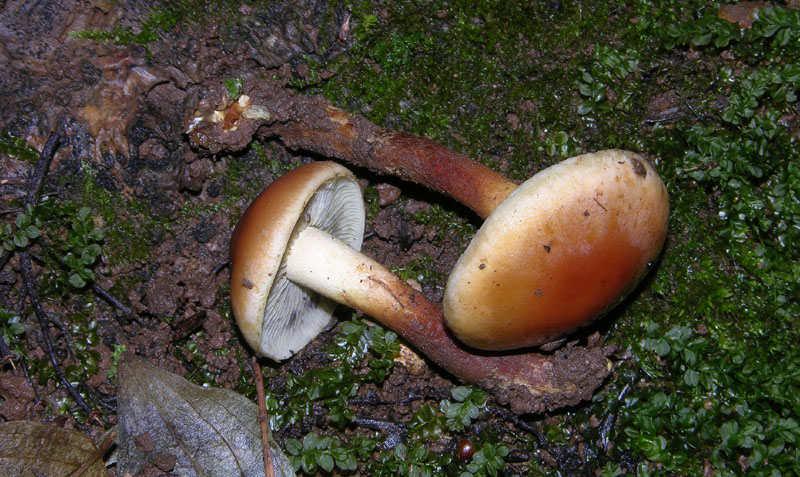 5 giorni d''acqua...poi i funghi (25 novembre)